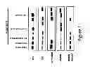 Fig. 02 - Methods for modulating factor 12 expression