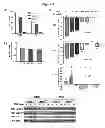Fig. 06 - Methods and compositions for preventing and treating a disease related to glycan dysregulation