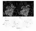 Fig. 15 - Preparation and methods of use for ortho-aryl 5-membered heteroaryl-carboxamide containing multi-targeted kinase inhibitors
