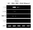 Fig. 07 - PHARMACEUTICAL COMPOSITION CONTAINING WOGONIN AS AN ACTIVE INGREDIENT FOR PREVENTING OR TREATING ASTHMA