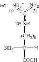 Fig. 30 - COMPOSITION AND METHOD OF SYNTHESIZING A BIOMOLECULE AND ITS THERAPEUTICS APPLICATIONS