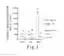 Fig. 02 - AGENT FOR INCREASING TESTOSTERONE LEVEL