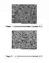 Fig. 02 - Interconnected microcellular material made of industrial lignin and method for preparing same