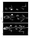Fig. 11 - Methods and compositions for improved F-18 labeling of proteins, peptides and other molecules