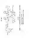 Fig. 15 - Methods and compositions for improved F-18 labeling of proteins, peptides and other molecules