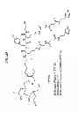 Fig. 19 - Methods and compositions for improved F-18 labeling of proteins, peptides and other molecules