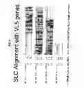 Fig. 07 - Constructs and libraries comprising antibody surrogate light chain sequences