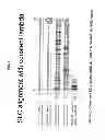 Fig. 08 - Constructs and libraries comprising antibody surrogate light chain sequences