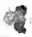 Fig. 147 - Antigen binding proteins to proprotein convertase subtilisin kexin type 9 (PCSK9)