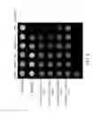 Fig. 06 - MRI CONTRAST ENHANCING AGENT