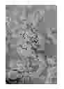 Fig. 04 - Dissolution of oxidized cellulose