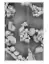 Fig. 06 - Dissolution of oxidized cellulose