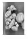 Fig. 07 - Dissolution of oxidized cellulose