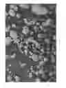 Fig. 08 - Dissolution of oxidized cellulose