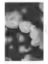 Fig. 09 - Dissolution of oxidized cellulose