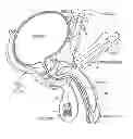 Fig. 01 - Empty reservoir empty of liquid and configured for use with an implantable penile prosthetic