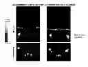 Fig. 01 - IMAGING PROBES, IMAGING SYSTEMS, AND METHODS OF IMAGING