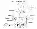 Fig. 01 - Device and implantation system for electrical stimulation of biological systems