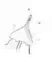 Fig. 01 - Peripheral sealing venous check-valve