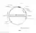 Fig. 02 - Recombinant constructs and transgenic fluorescent ornamental fish therefrom