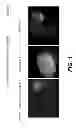 Fig. 02 - Methods of introducing dsRNA to plant seeds for modulating gene expression