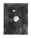 Fig. 02 - Rose rootstock named 'Protano'