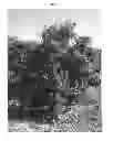 Fig. 02 - Mango tree named  'NOA'