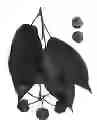 Fig. 01 - Cherry tree named ‘Royal Lydia’