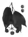 Fig. 02 - Cherry tree named ‘Royal Lydia’