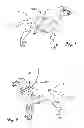 Fig. 02 - Animal tracking apparatus and method