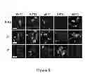 Fig. 08 - Soluble polypeptides