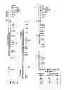 Fig. 02 - HUMAN CTLA-4 ANTIBODIES AND THEIR USES
