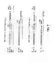 Fig. 10 - HUMAN CTLA-4 ANTIBODIES AND THEIR USES