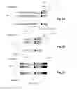 Fig. 02 - RARE CLONOTYPES AND USES THEREOF
