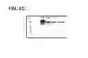 Fig. 08 - COMPOSITIONS, METHODS AND KITS TO DETECT DICER GENE MUTATIONS