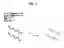 Fig. 02 - Recombinase polymerase amplification