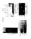 Fig. 45 - Recombinase polymerase amplification