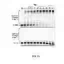 Fig. 20 - Nucleotide transient binding for sequencing methods