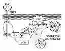 Fig. 01 - Target of the phosphoinositide 3-kinase pathway