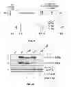 Fig. 04 - Target of the phosphoinositide 3-kinase pathway