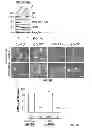 Fig. 06 - Target of the phosphoinositide 3-kinase pathway
