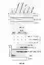 Fig. 08 - Target of the phosphoinositide 3-kinase pathway