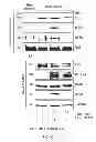 Fig. 09 - Target of the phosphoinositide 3-kinase pathway