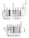 Fig. 33 - Target of the phosphoinositide 3-kinase pathway