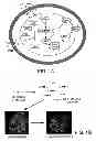 Fig. 02 - Engineered cellular pathways for programmed autoregulation of differentiation