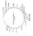 Fig. 85 - Engineered cellular pathways for programmed autoregulation of differentiation