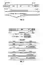 Fig. 02 - GENE DELIVERY SYSTEM AND METHOD OF USE