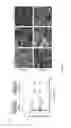 Fig. 08 - Methods and compositions for mesenchymal stem cell proliferation