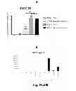 Fig. 08 - EFFICIENT INDUCTION OF DEFINITIVE ENDODERM FROM PLURIPOTENT STEM CELLS