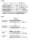 Fig. 09 - Method to trigger RNA interference